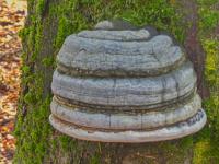 Troudnatec kopytovitý (Fomes fomentarius)