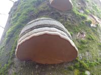 Troudnatec kopytovitý (Fomes fomentarius)