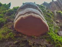 Troudnatec kopytovitý (Fomes fomentarius)