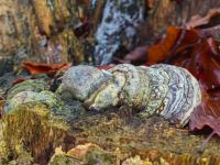 Troudnatec kopytovitý (Fomes fomentarius)