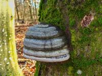 Troudnatec kopytovitý (Fomes fomentarius)