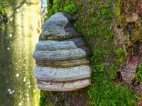 Troudnatec kopytovitý (Fomes fomentarius)