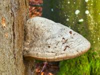 Troudnatec kopytovitý (Fomes fomentarius)