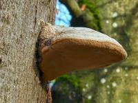 Troudnatec kopytovitý (Fomes fomentarius)