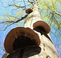 Troudnatec kopytovitý (Fomes fomentarius)