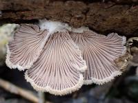Klanolístka obecná (Schizophyllum commune)