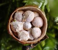 Pohárovka obecná (Crucibulum laeve)