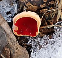 Ohnivec rakouský (Sarcoscypha austriaca)