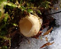 Ohnivec rakouský - albín (Sarcoscypha austriaca)