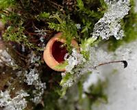 Ohnivec rakouský (Sarcoscypha austriaca)