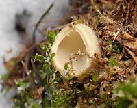 Ohnivec rakouský (Sarcoscypha austriaca)