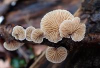Trepkovitka sp (Crepidotus)