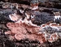 Kornatec růžový (Corticium roseum)