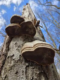 Troudnatec kopytovitý (Fomes fomentarius)