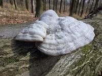Troudnatec kopytovitý (Fomes fomentarius)
