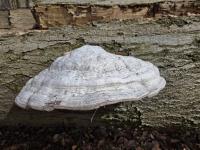 Troudnatec kopytovitý (Fomes fomentarius)