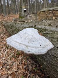 Troudnatec kopytovitý (Fomes fomentarius)