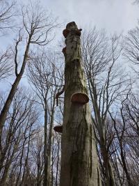 Troudnatec kopytovitý (Fomes fomentarius)