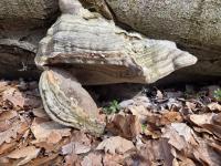 Troudnatec kopytovitý (Fomes fomentarius)