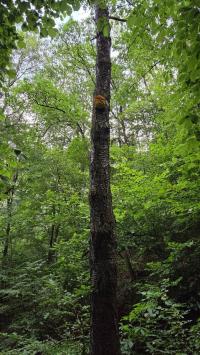 Sírovec žlutooranžový (Laetiporus sulphureus)